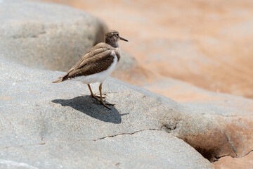Chevalier guignette,.Actitis hypoleucos , Common Sandpiper