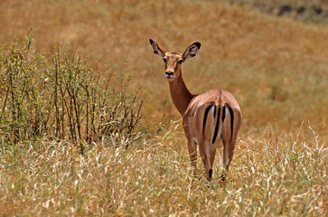 Impala, femelle, Aepyceros melampus, Kenya