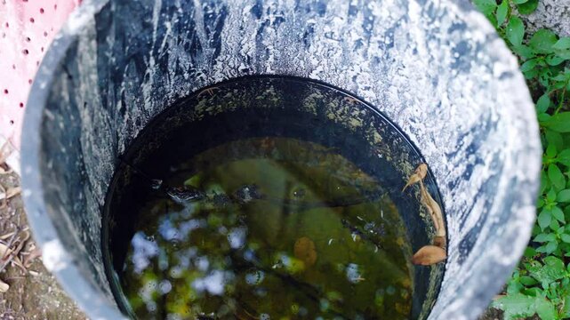Old dirty plastic bucket with stagnant water, smelly mud on the bottom of the bucket, tree branches, leaves and other trash creating comfortable conditions for mosquitoes, insects and other parasites