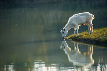Fototapeta premium Goat grazing at the edge of a calm lake, its reflection shimmering in the water under the soft light of dawn.