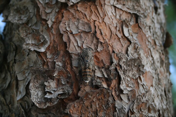 Cicada sitting on the bark of a pine tree