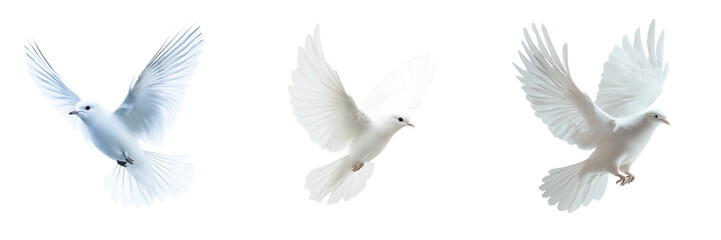 Fototapeta premium Set of A white dove soaring through a clear blue sky on transparent png background