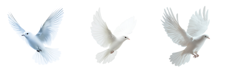 Set of A white dove soaring through a clear blue sky on transparent png background