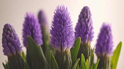 Naklejka premium of purple statice flowers, highlighting their vibrant color and papery texture. | Statice 