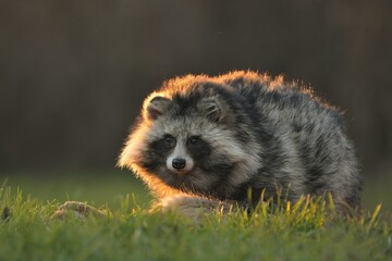 Raccoon dog common Nyctereutes procyonoides eats flesh of dead European hare Lepus europaeus meadow...