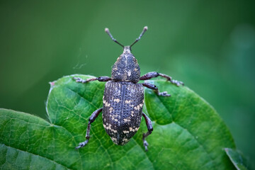 Fichtenrüsselkäfer ( Hylobius abietis ).