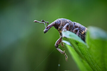 Fichtenrüsselkäfer ( Hylobius abietis ).