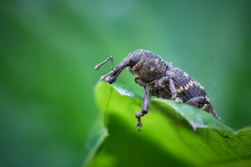 Fichtenrüsselkäfer ( Hylobius abietis ).