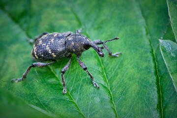 Fichtenrüsselkäfer ( Hylobius abietis ).