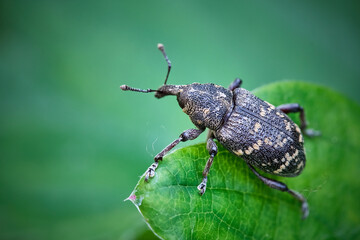 Fichtenrüsselkäfer ( Hylobius abietis ).