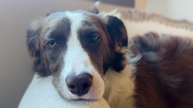 Sad and frightened dog with swollen muzzle from bee sting.