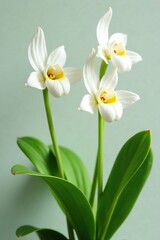 Fototapeta premium White Paphiopedilum orchid flowers with green leaves, green, plant