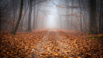 Obraz premium Solitude in a fog-shrouded forest path covered in fallen leaves nature landscape tranquil environment serene viewpoint
