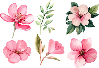 pink and white flowers