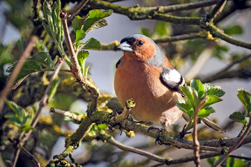 Fichtenrüsselkäfer ( Hylobius abietis ).