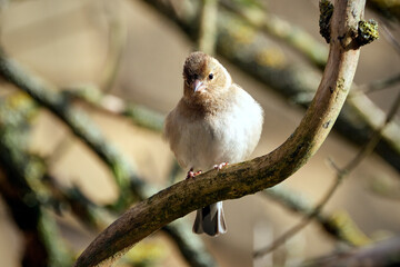 Fichtenrüsselkäfer ( Hylobius abietis ).
