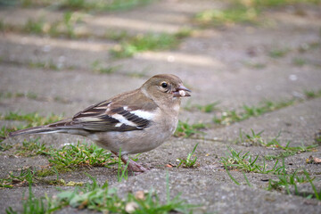 Fichtenrüsselkäfer ( Hylobius abietis ).