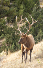 Bull Elk During the Rut in Autumn in Yellowstone National Park Wyoming