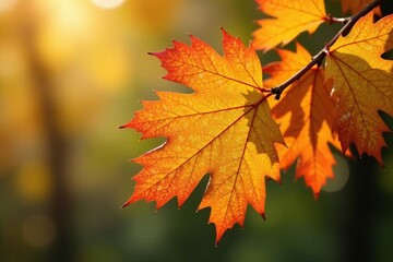Obraz premium Yellow and orange hues of an autumn oak branch, branch, , foliage