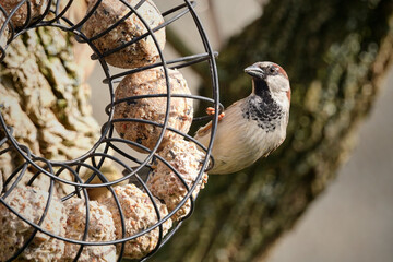 Haussperling ( Passer domesticus ) – auch Spatz oder Hausspatz an der Fütterung.