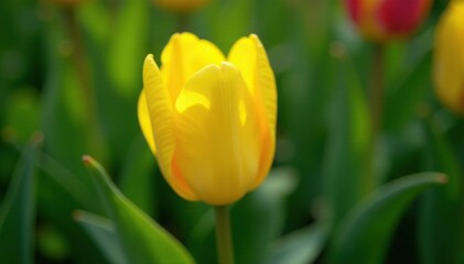 Yellow tulip with large green leaf spread around it, flowers, spring, bloom