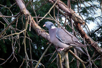 Ringeltaube ( Columba palumbus ).