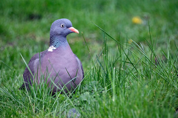 Ringeltaube ( Columba palumbus ).