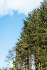 Forest with Moss-Covered Trees and Green Underbrush