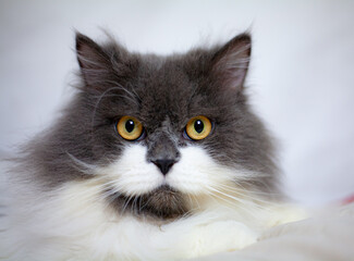 Persian cat sitting 1