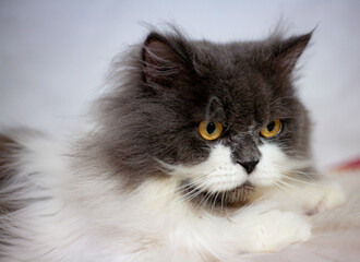 Persian cat sitting on white background,isolated