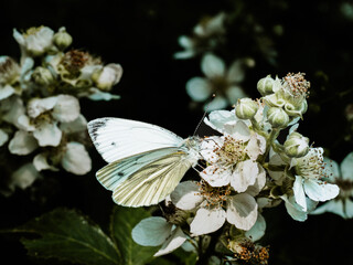 Butterfly on blackberry blossom, close-up.