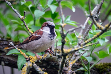 Haussperling ( Passer domesticus ) – auch Spatz oder Hausspatz.