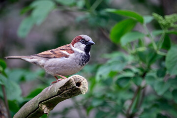 Haussperling ( Passer domesticus ) – auch Spatz oder Hausspatz.