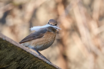 Gartenrotschwanz ( Phoenicurus phoenicurus ).