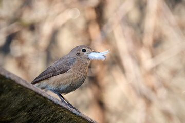 Gartenrotschwanz ( Phoenicurus phoenicurus ).