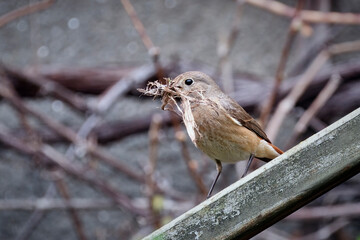Naklejka premium Gartenrotschwanz ( Phoenicurus phoenicurus ).