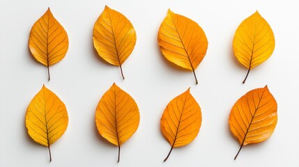 Obraz premium Vibrant Yellow Leaves Arranged in Symmetrical Pattern on White Background