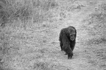 Chimpanzees in the last freedom?