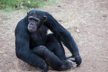 Chimpanzees in the last freedom?