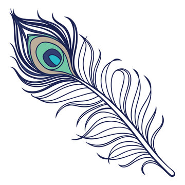peacoc feather vector illustration for an icon, symbol or logo.