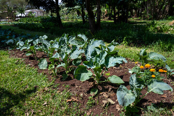 Row of Collard Greens plants in a row in rich soil growing on a community farm, healthy vegetable full of nutrition, agriculture and food production, Lewa, Kenya, Africa
