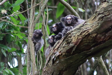 Monkey Family