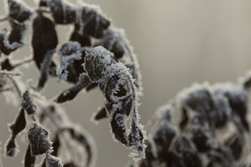 Close-Up of Frost Covered Plant. Beauty of plant covered in frost during a winter freeze. Icy crystals coat leaves and grass, creating natural texture as soft blurred background.