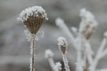 Close-Up of Frost Covered Plant. Beauty of plant covered in frost during a winter freeze. Icy...