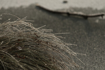 Close-Up of Frost Covered Plant. Beauty of plant covered in frost during a winter freeze. Icy crystals coat leaves and grass, creating natural texture as soft blurred background.