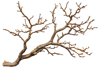 Fototapeta premium dry tree branch isolated on transparent or white background, png cutout