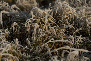 Close-Up of Frost Covered Plant. Beauty of plant covered in frost during a winter freeze. Icy crystals coat leaves and grass, creating natural texture as soft blurred background.