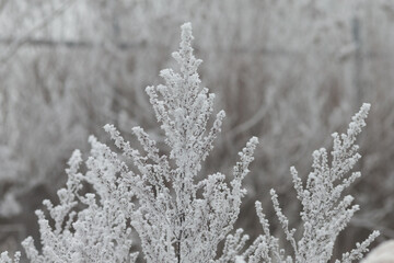 Close-Up of Frost Covered Plant. Beauty of plant covered in frost during a winter freeze. Icy crystals coat leaves and grass, creating natural texture as soft blurred background.