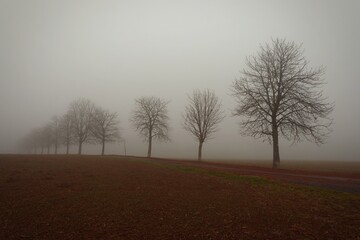 Trees in the fog. Concept for landscape with winter nature and environment. Cold weather with fog in winter time.