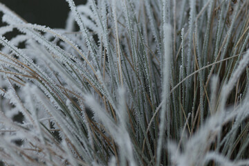 Close-Up of Frost Covered Plant. Beauty of plant covered in frost during a winter freeze. Icy...